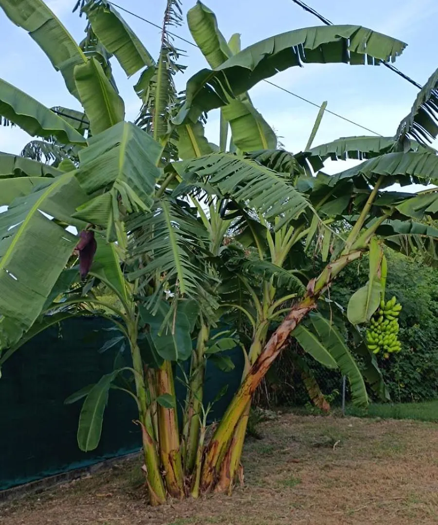 Villa Luciole Man'Nea Sainte-Anne  Guadeloupe
