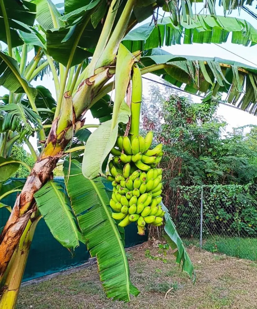 Villa Luciole Man'Nea Sainte-Anne  0*, Sainte-Anne (Grande-Terre) Guadeloupe